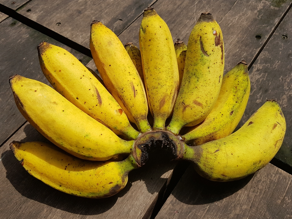Pisang