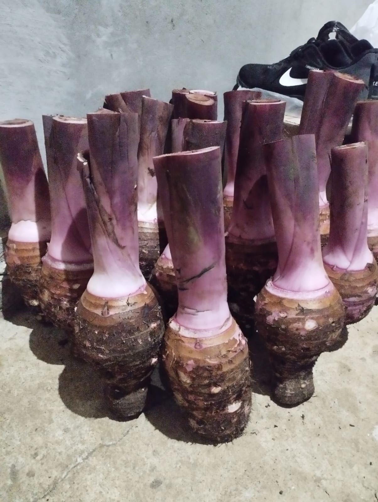 Talas dan Talas Pratama 3