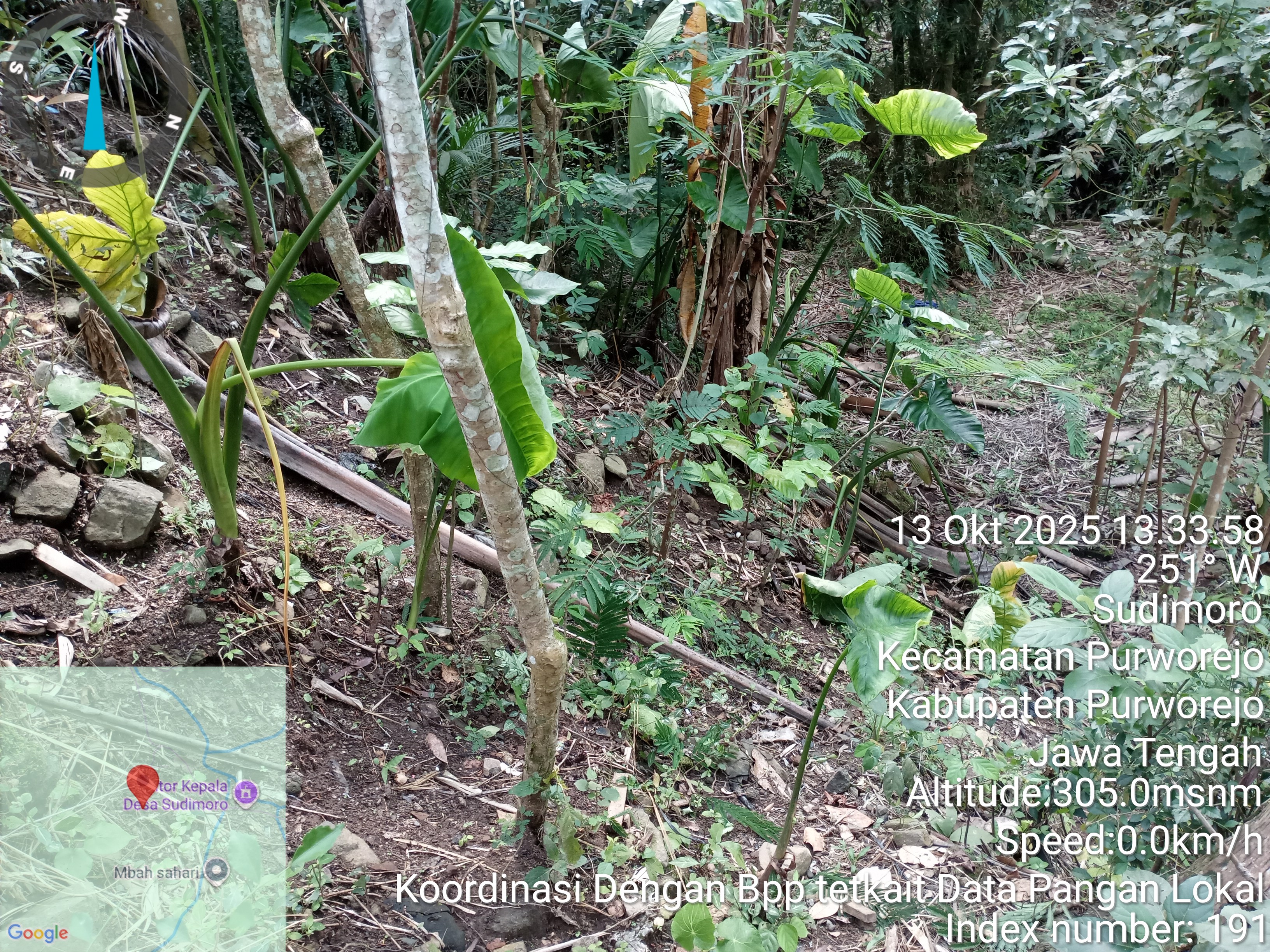Talas, Gadung, Suweg, Ketela Muntul, Ketela Pohon