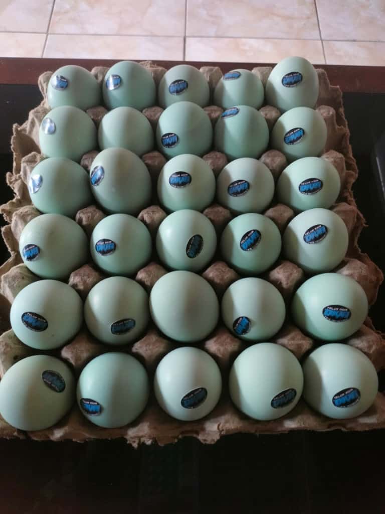 Telur Asin