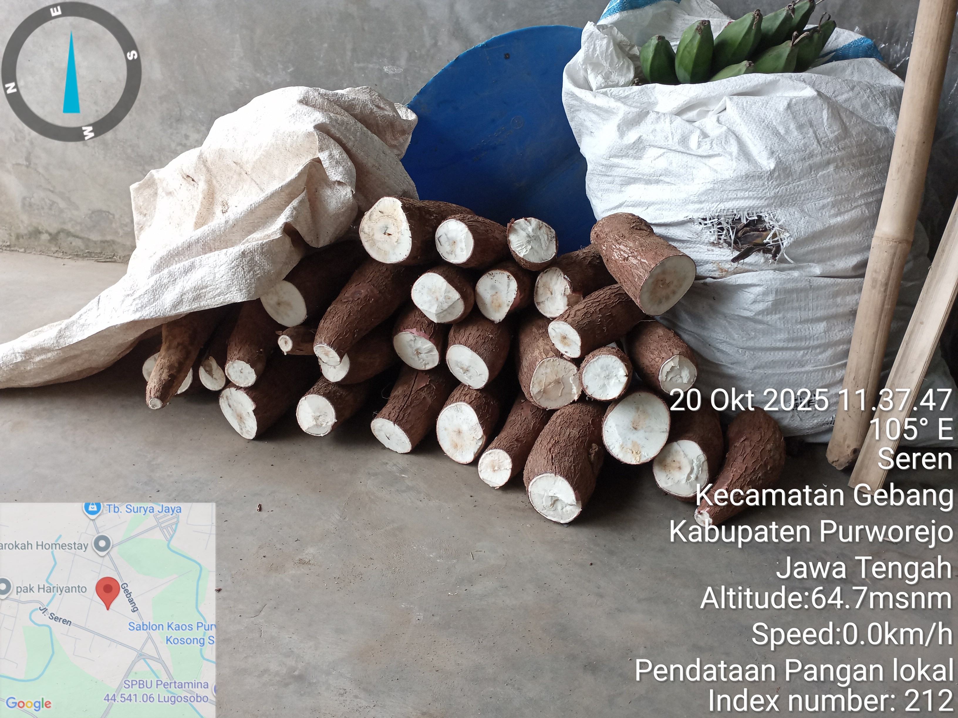 Ketela Pohon